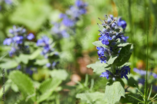 Creeping bugle (Ajuga reptans) is used in folk medicine for asthma and to accelerate healing, when hoarseness or sore throat. This plant is spreading by the forest road  photo
