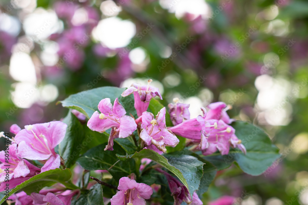 Naklejka premium Pink flowers on a tree branch closeup
