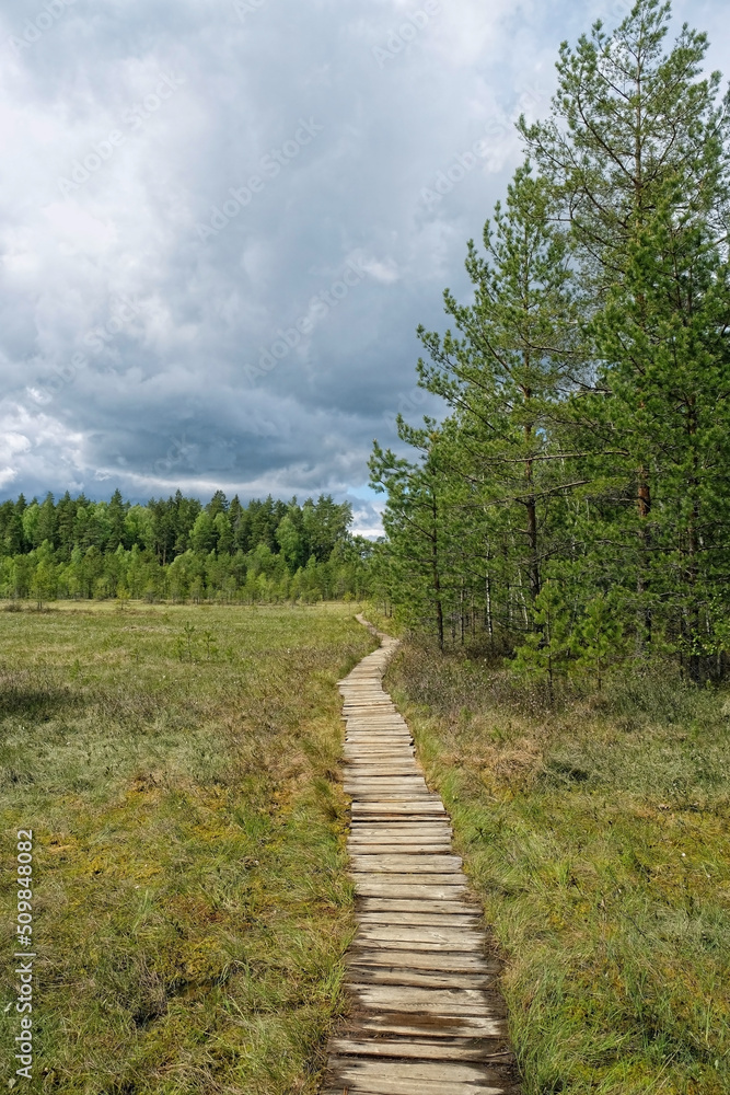 old wooden ecological hiking trail, Trekking route in forest nature reserve. Wooden walkway and forest pine trees, riding swamp. travel outdoor, ecotourism, relax, recreation concept.
