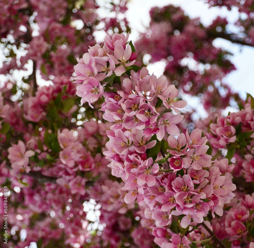 Ornamental Crab apple trees laden with pink blooms in spring Ornamental Crab apple trees laden with pink blooms in spring