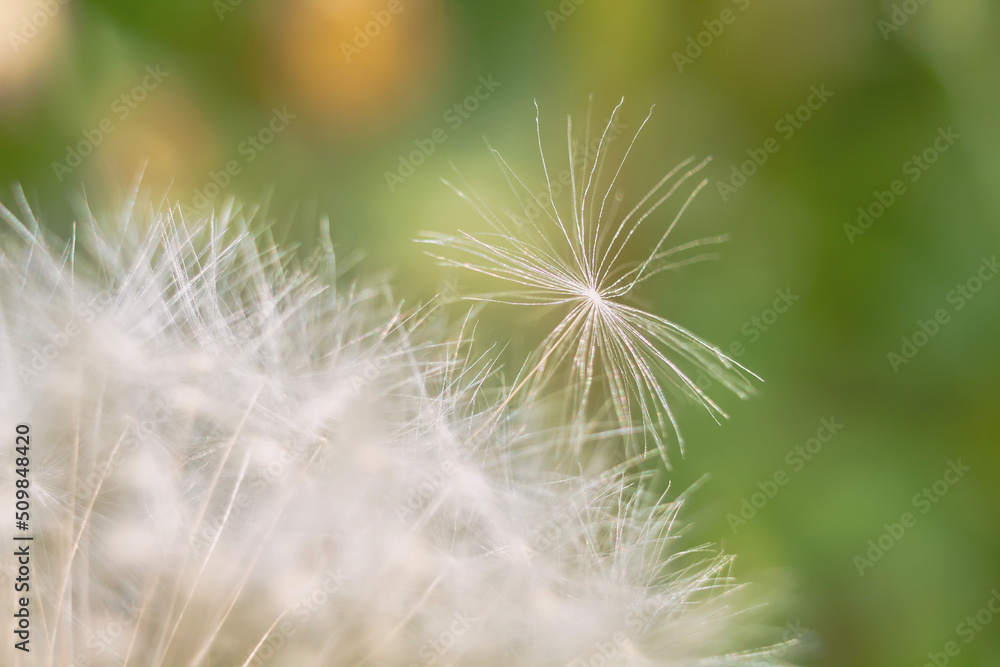 Dandelion up close. Summer plant in detail. Lightness of down