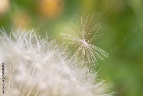 Dandelion up close. Summer plant in detail. Lightness of down