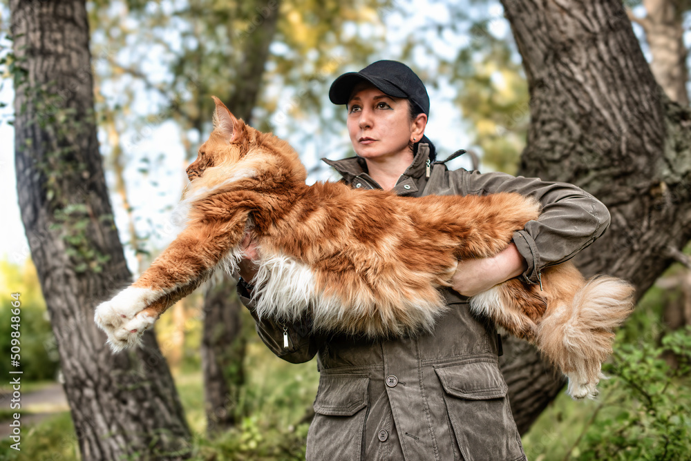 A woman holding in arms a huge maine coon cat in forest in fall. A woman holding in arms a huge maine coon cat in forest in fall.