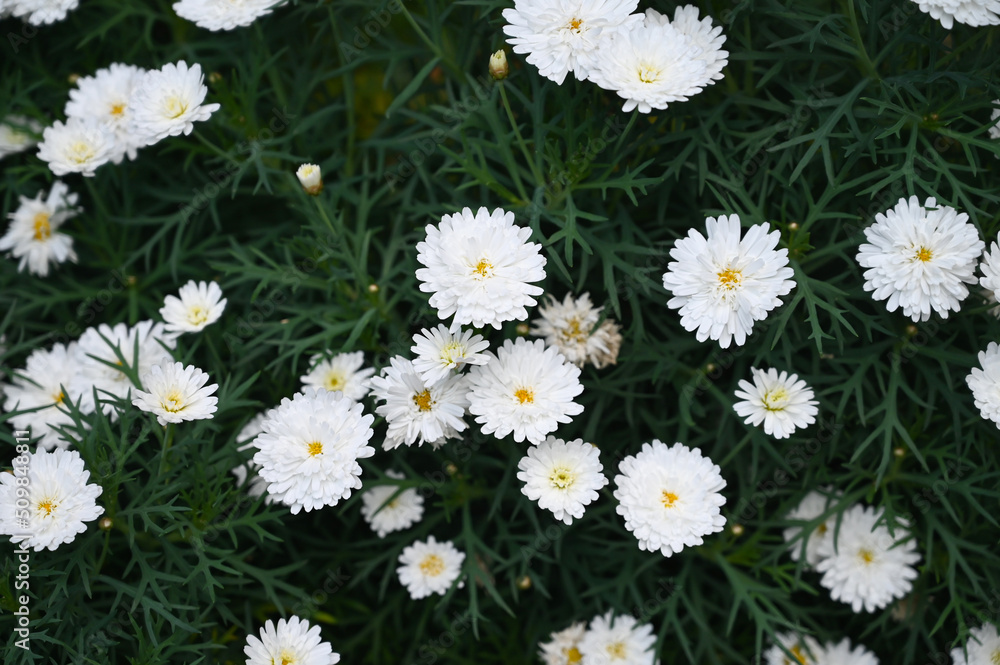 Beautiful White Daisy Flowers blooming in garden. daisies plants Beautiful White Daisy Flowers blooming in garden. daisies plants