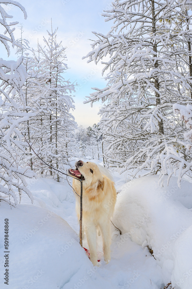 A yellow dog with long fur standing on a snowy path chewing on a stick