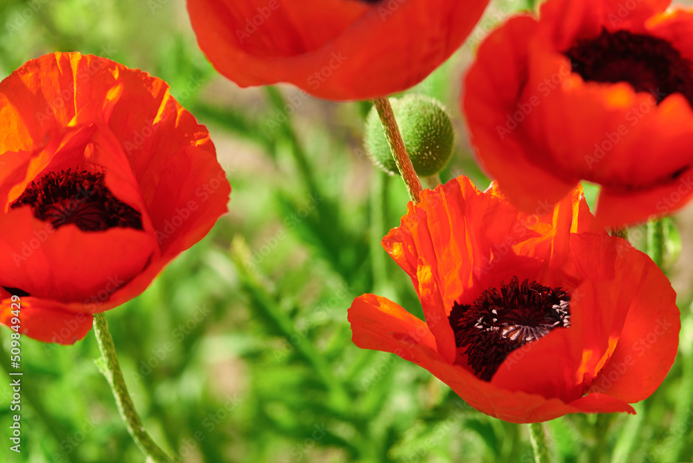 Naklejka premium Blooming red decorative garden poppies, macro photo.