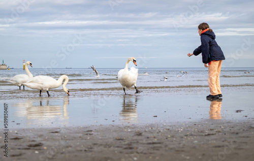 Little girl playing with swans 