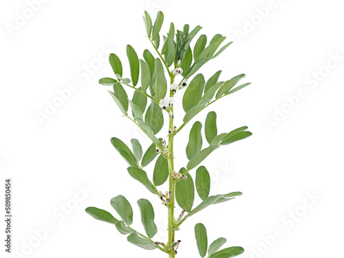 Broad bean plant with flowers and pods isolated on white  Vicia faba