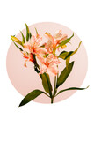 Fresh light orange lilies flower bouquet detail in a graphic round composition