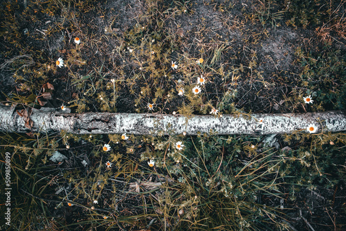 Fototapeta Naklejka Na Ścianę i Meble -  Brzoza na tle kwiatów