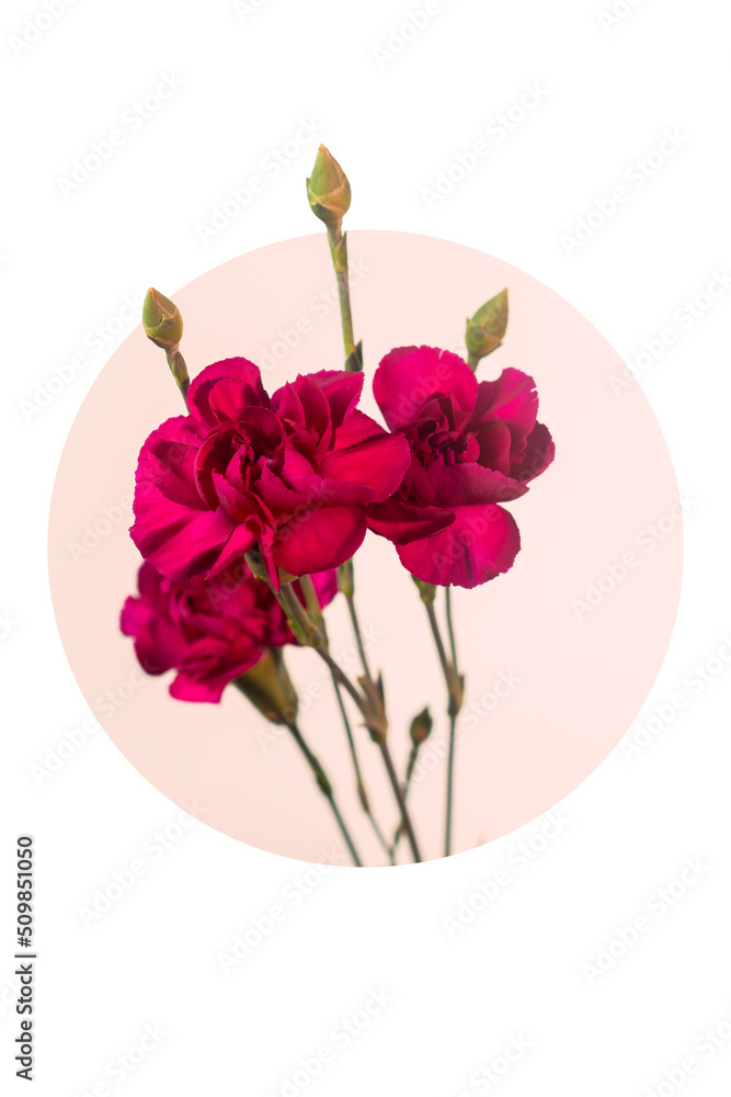 Fresh bright pink flower bouquet detail in a graphic round composition