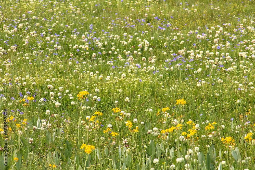 Purple, white, yellow wildflowers