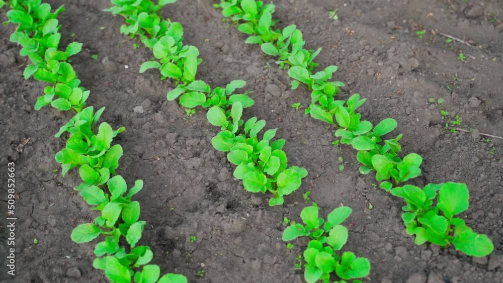 Radishes growing in rows in a garden bed, parallax Radishes growing in rows in a garden bed, parallax