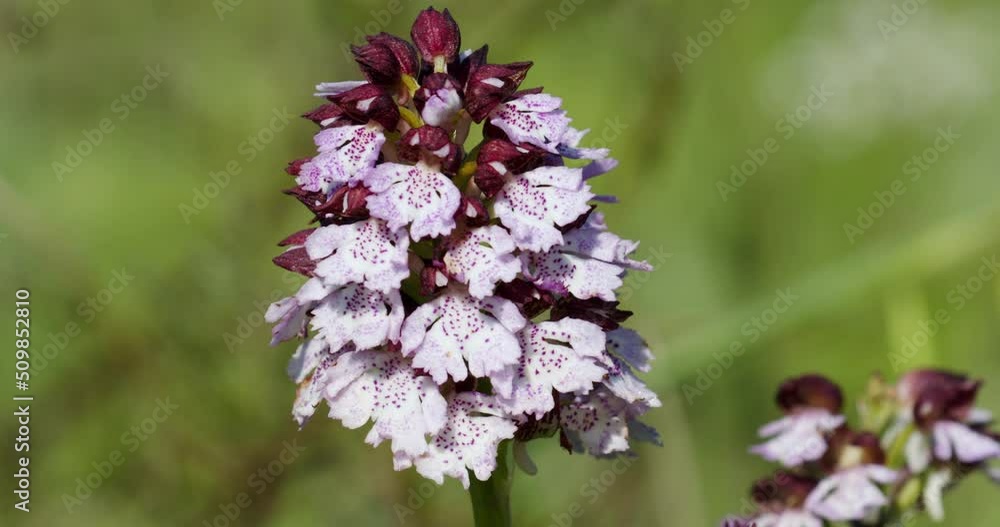 The flower of Orchis purpurea, the lady orchid The flower of Orchis purpurea, the lady orchid