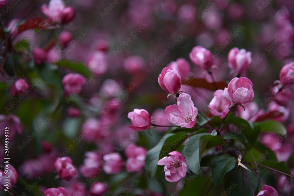 Pink and white apple blossoms in spring with bokeh Pink and white apple blossoms in spring with bokeh