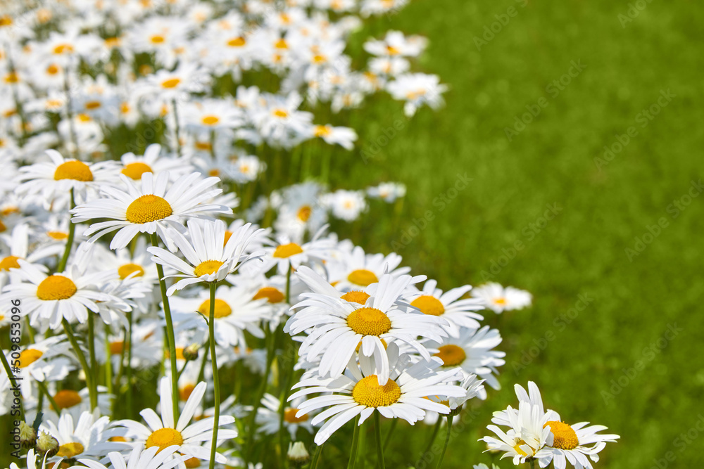 Fototapeta premium Field of daisy flowers. Beautiful meadow. Summer background