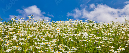 Flowers daisies in summer meadow and blue sky with white clouds.