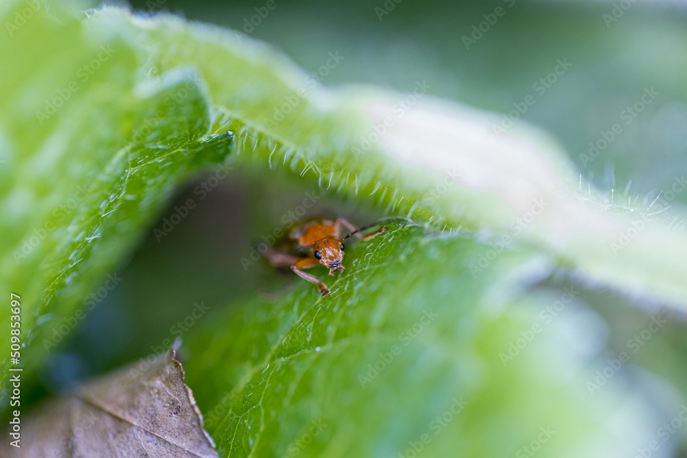 Macro photography of a ladybug in its natural habitat Macro photography of a ladybug in its natural habitat