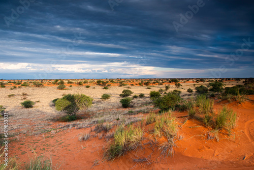 Beautiful landscape with vivid colours in Kalahari desert. photo