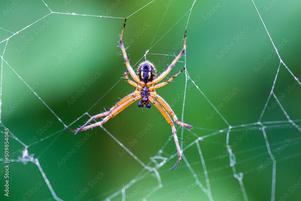 Macro photography of a spider in its natural habitat Macro photography of a spider in its natural habitat