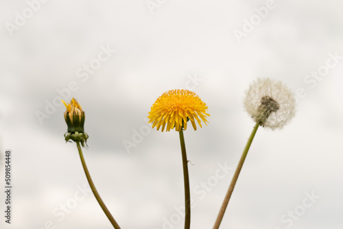 Unblown, yellow and fluffy dandelion. The concept of birth, youth and old age.