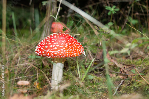 Red poisonous fly agaric in the forest. Close-up. Fly agaric red.