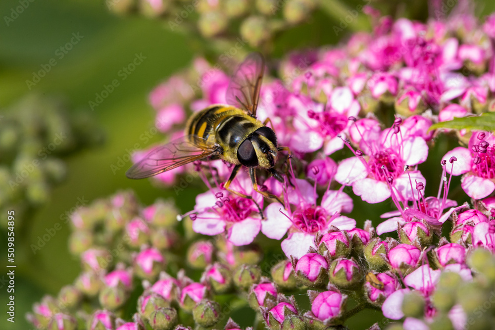Macro photography of a bee in its natural habitat Macro photography of a bee in its natural habitat