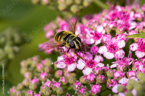 Macro photography of a bee in its natural habitat