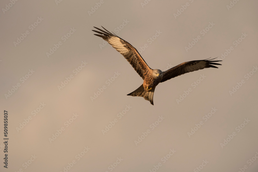 Portrait of Red Kite (Milvus milvus) in flight - stock photo Portrait of Red Kite (Milvus milvus) in flight - stock photo