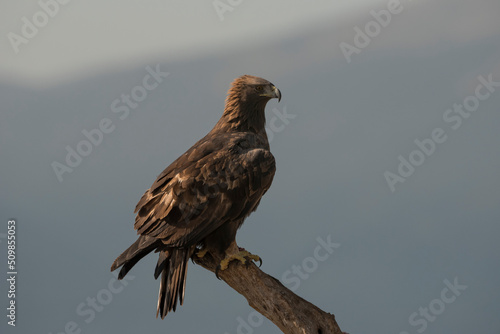 Golden eagle. (Aquila chysaetos) Perched on a tree, against a Mountain Range- stock photo