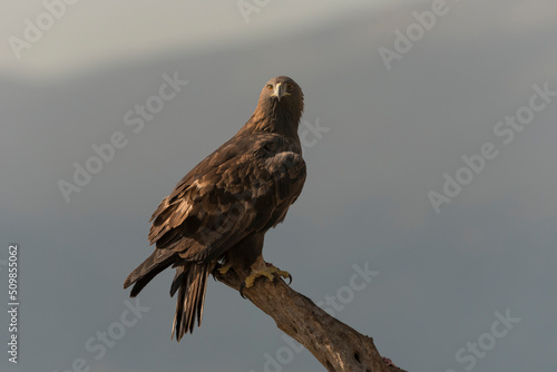 Golden eagle. (Aquila chysaetos)  Perched on a tree, against a Mountain Range- stock photo © Amaiquez