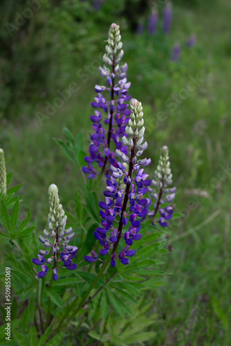 blue flowers in the forest