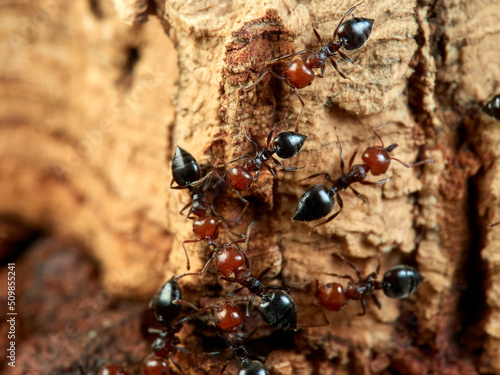 Mediterranean Acrobat Ant. Crematogaster scutellaris  photo