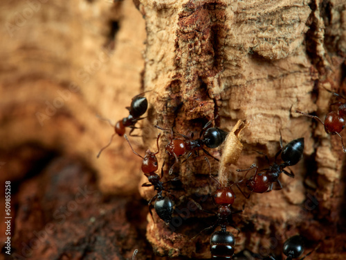 Mediterranean Acrobat Ant. Crematogaster scutellaris 