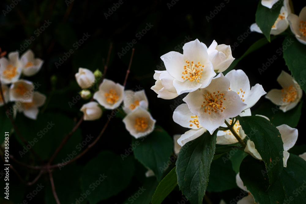 Obraz premium Blume - Blüten