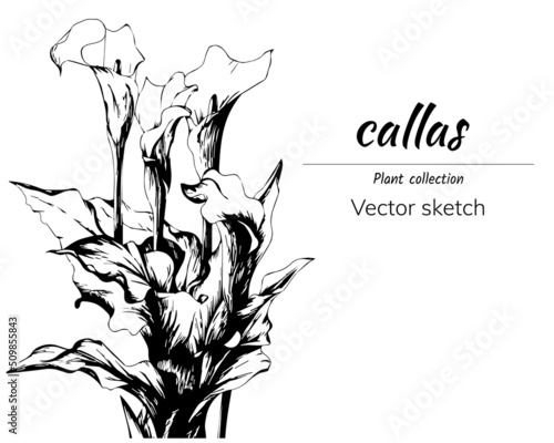Calla lilies drawn in ink on a white background, vector floral sketch