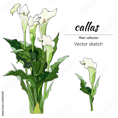 Set of calla flowers cut out on a white background, vector floral illustration for postcards, design banners