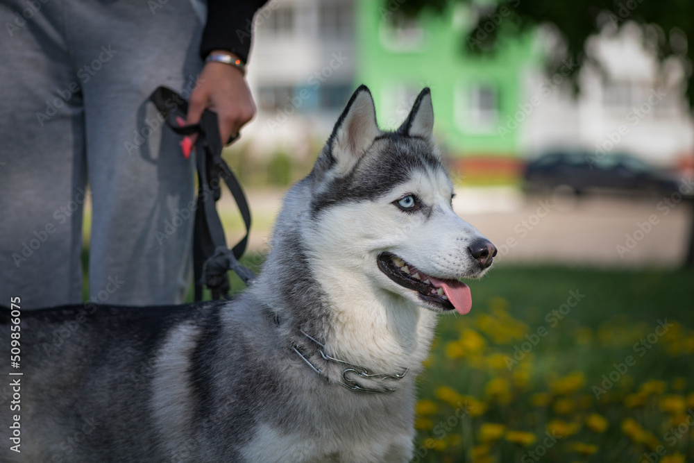 Beautiful thoroughbred husky on a walk on a leash in a summer park. Beautiful thoroughbred husky on a walk on a leash in a summer park.