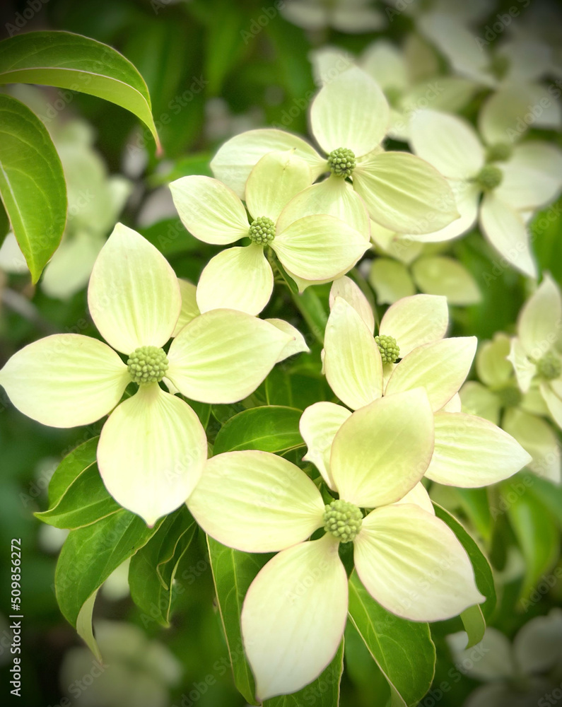 Obraz premium 山法師