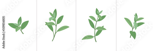 Mint. Different types of branch. Simple contour vector illustration for packaging, corporate identity, labels, postcards, invitations.
