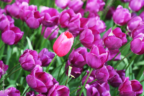 Tulips in spring blooming garden. Field view of fresh mixed white, yellow, red, pink, orange, purple tulip flower. Beautiful, colorful pink, white tulips, yellow nacrissus and with other flowers 