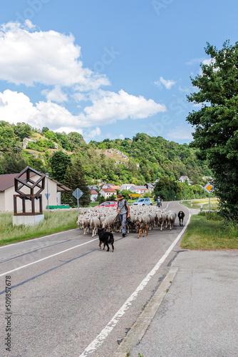 A shepherd crosses the road with his flock of sheep and forces motorists to stop