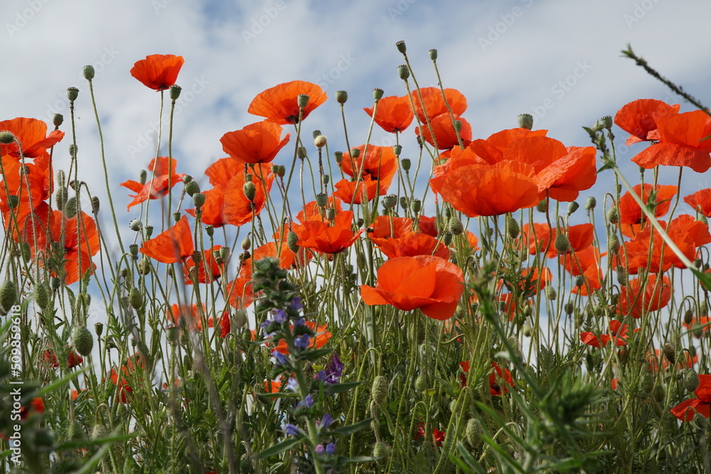 Naklejka premium Red poppy flowers lit on the sky background