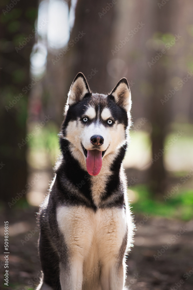 Dog muzzle portrait. Beautiful dog with expressive eyes looking at camera. Siberian Husky in the forest. Concept of pets, animal care, veterinary medicine, pet supplies, pet food.