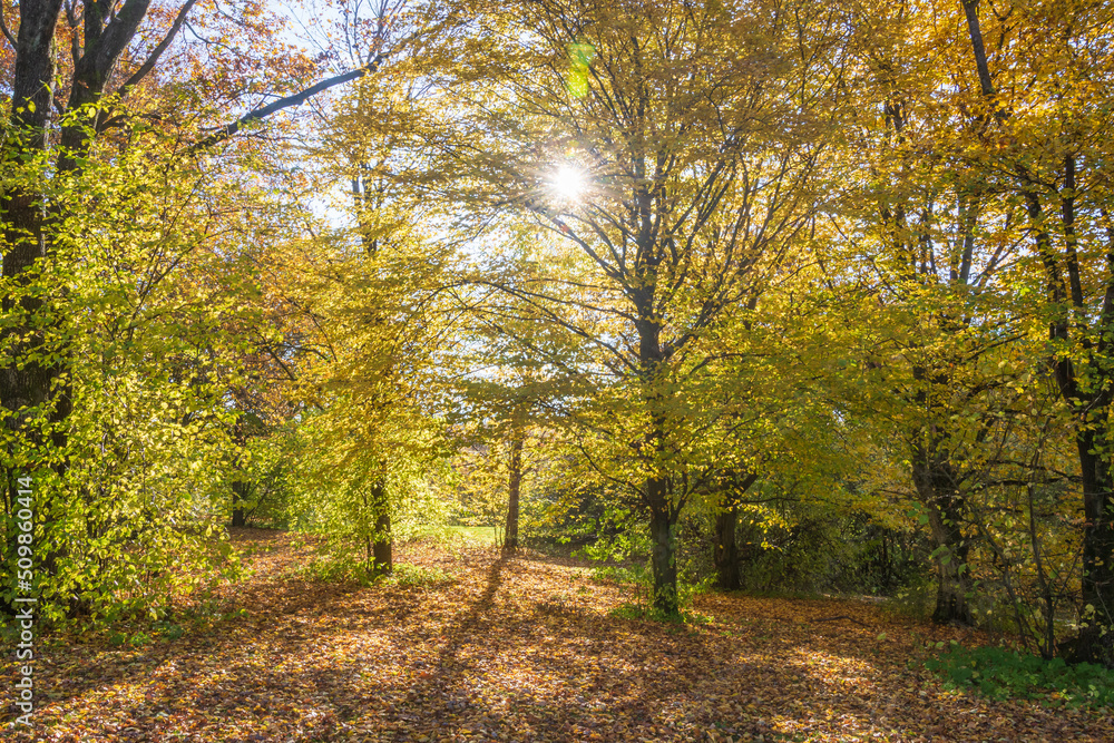 Obraz premium Laubfärbung 
