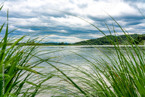 Schilf wuchert am Ufer des Sees