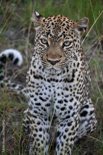 close up of a leopard