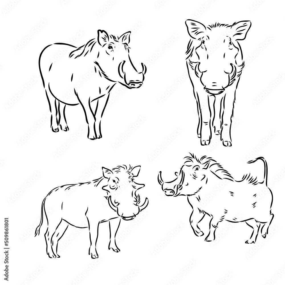 Black and white vector line drawing of a Warthog's face Black and white vector line drawing of a Warthog's face