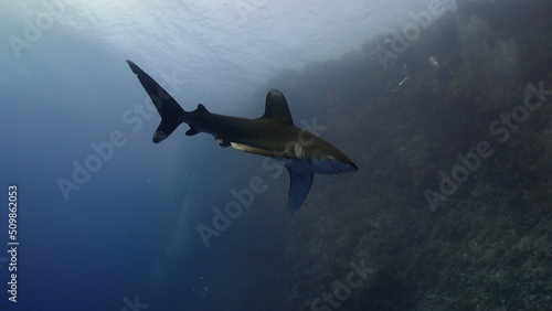 Longimanus  Oceanic White Tip Shark  at Daedalus Reef in Egypt