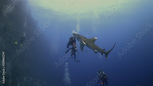 Fototapeta Naklejka Na Ścianę i Meble -  Longimanus (Oceanic White Tip Shark) at Daedalus Reef in Egypt